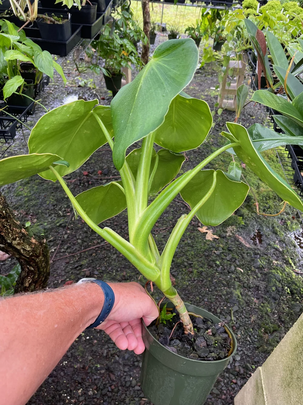 Philodendron rugosum — Vintage Green Farms with Tom Piergrossi